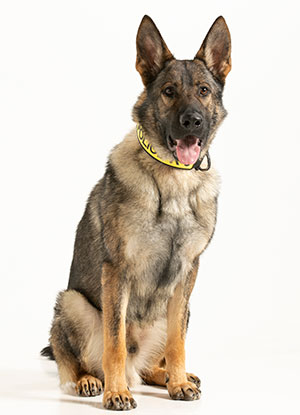 UTPD K-9 Bruno